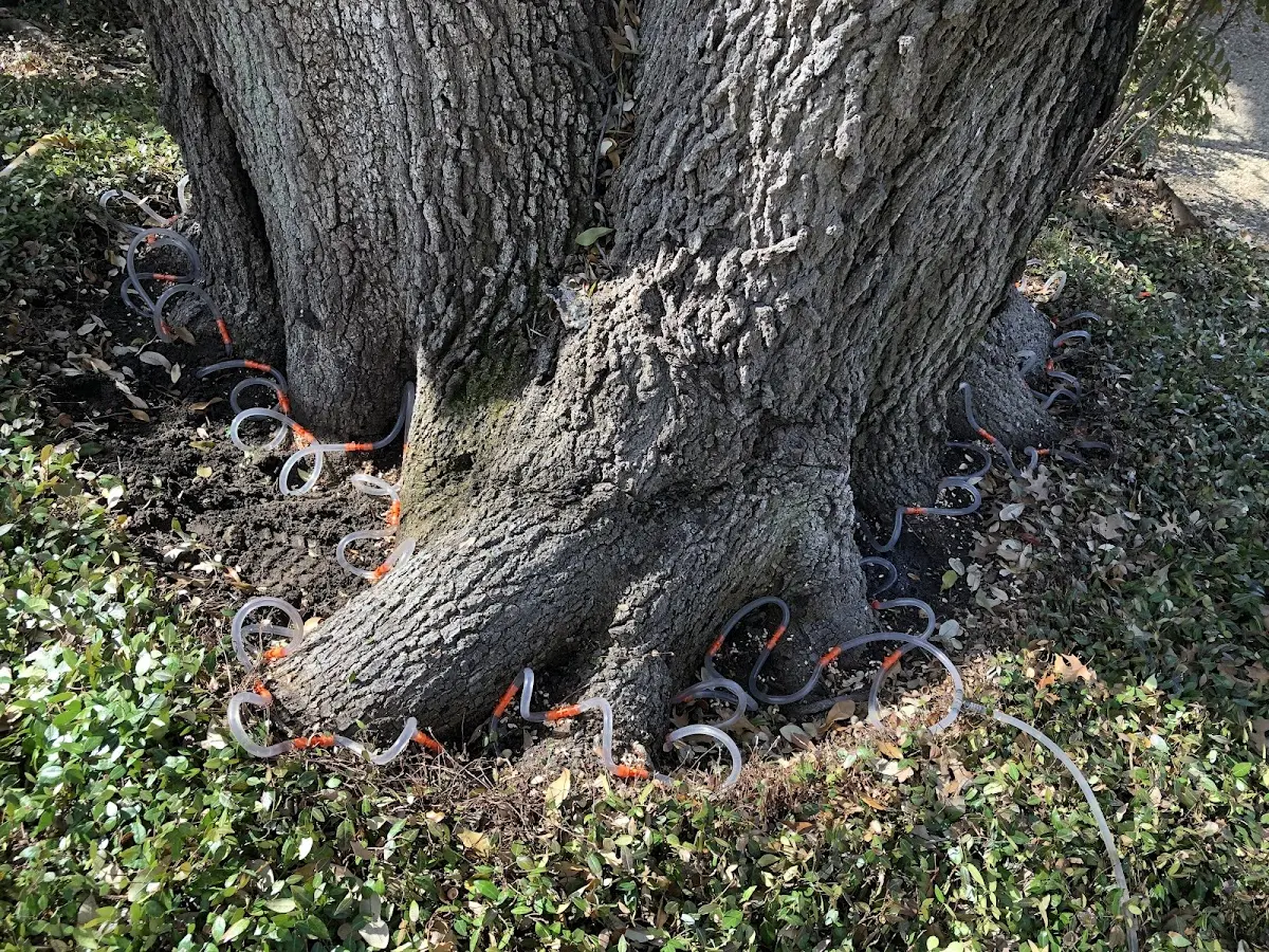 Detailed Tree Cabling and Bracing job site in Bessemer City