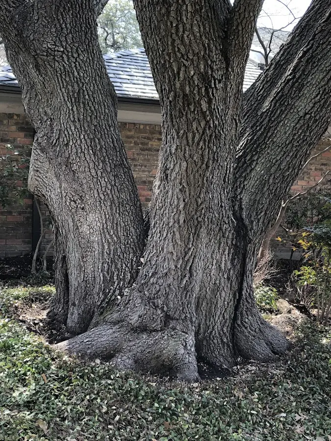 Mature heritage tree close to a Bessemer City property cared for by certified arborists